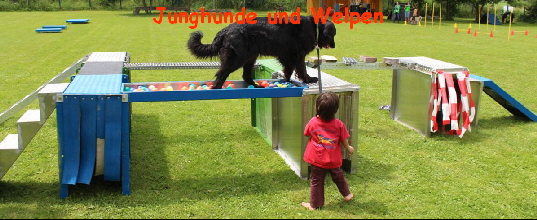 Junghunde und Welpen